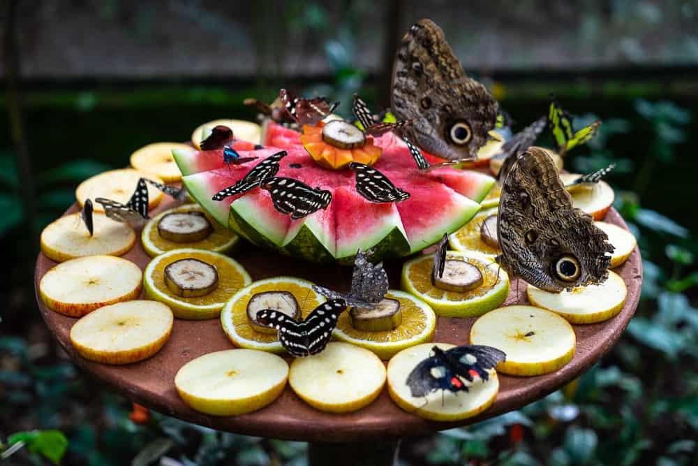 Butterfly sanctuary showcasing local nature and craftsmanship in Siquijor