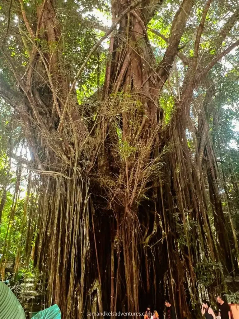Ancient mystical tree in Siquijor with magical atmosphere